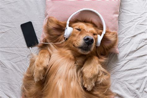 can dogs hear music? what if they could